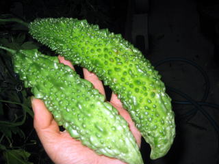 186_861611.jpg