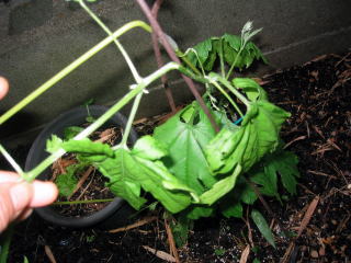 233_330111.jpg