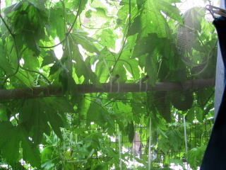 236_368311.jpg