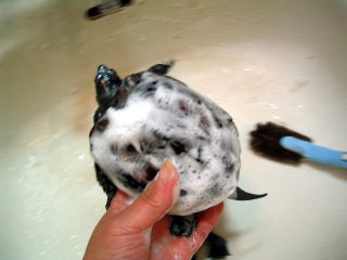 243_437211.jpg