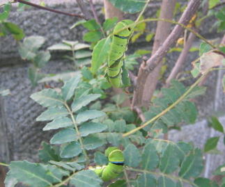 246_4613111.jpg