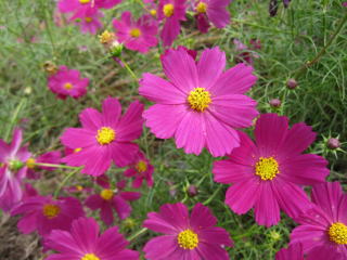 IMG_175511.jpg